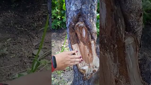 сломалась груша. что дальше? смотреть онлайн