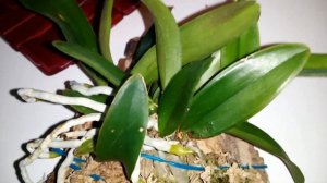 Cattleya grossii update. 10/02/14