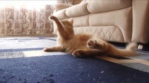 Правила ухода за домашними животными