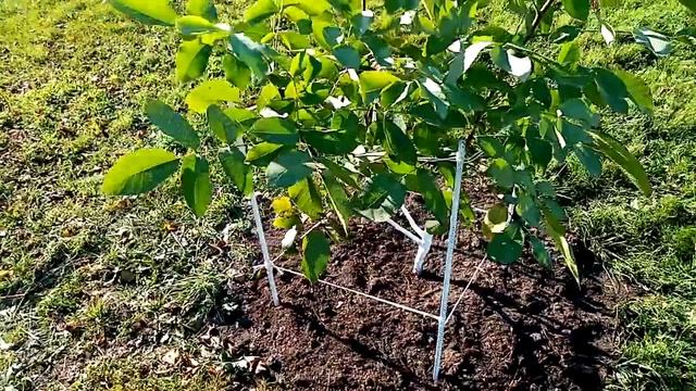 Как Растёт Развивается Орех ГРЕЦКИЙ Купленный 24 09 18г. Уход Подкормка Опора. 15 октября 2020г. смотреть онлайн