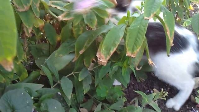 Охота кошки за мышкой смотреть онлайн