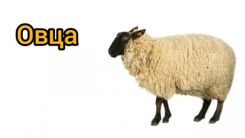 Как произносится овца по-русски