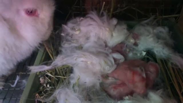 Первый окрол крольчихи Ромашки смотреть онлайн