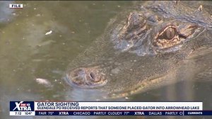 Reports: Alligator in a manmade neighborhood lake in Glendale