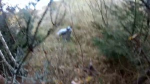 Охота с легавой  Боровая  Октябрь.