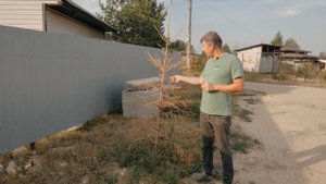 Что делать, если ЗАСЫХАЕТ ЕЛЬ? Причины засыхания хвойных деревьев на участке.