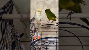 НОВОЗЕЛАНДСКИЙ КРАСНОЛОБЫЙ ПОПУГАЙ КАКАРИК И КОРЕЛЛА | ТОША ДОНИМАЕТ ПИКСИ