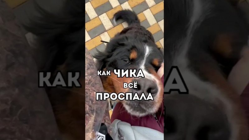 как ЧИКА всё ПРОСПАЛАсмешныеживотные