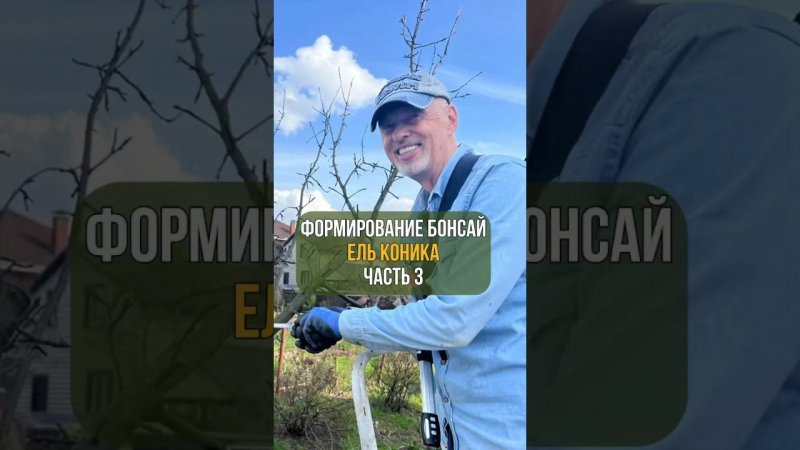 Формирование бонсай. ЕЛЬ КОНИКА. Часть 3