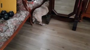 Порода Французский бульдог и мопс. Наши дети-собаки ,жизнь других .