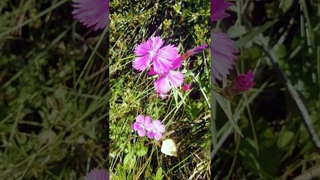 Гвоздика травянка лесная.?