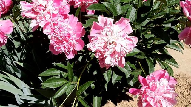 Дача весняна. 28. 05. 2022 р. смотреть онлайн