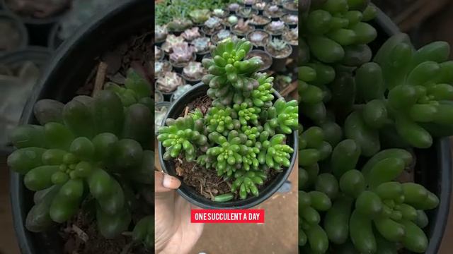 Sedum rubrotinctum aka jelly bean plant• EP 15/1000