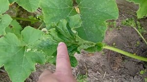 ЛАРИСА ЗАРУБИНА САДОВЫЙ ГИД СОЖГЛА ОГОРОД. Вот какое средство ей поможет восстановить урожай