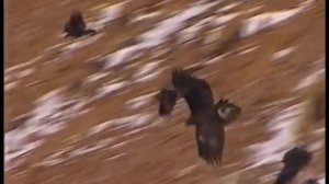 Инновационный тур в Казахстане «Охота с беркутом»