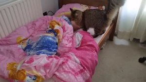 КОШКА РАЗБУДИЛА В ШКОЛУ/ РЖУ/ ОЧЕНЬ СМЕШНО