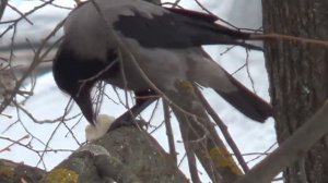 Буктрейлер "Басни Крылова"