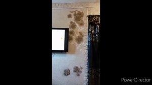 стены из папье маше. камни из папье маше. деревья из папье маше. жидкие обои из папье маше.