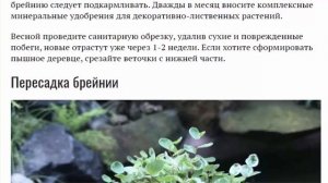 Брейния снежная. Уход в домашних условиях. Размножение и пересадка. Болезни и вредители.