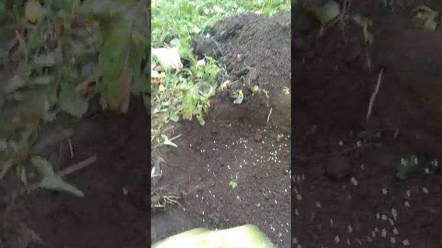 Сажаем подберезовик обычный на дачном участке