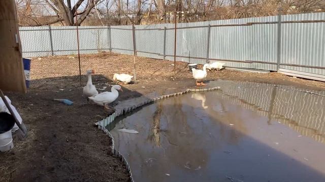 Гуси Линда на прогулке. Спаривание Гусей на Воде в Пруду. смотреть онлайн