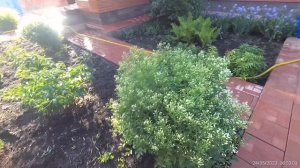 Черенки укореняются,спеет ягода,мои белые пионы