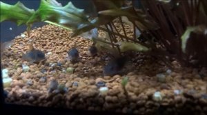 aquael hexa set 60l продолжение 2020г