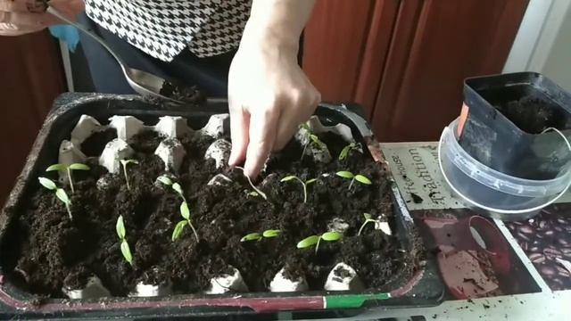 Как из семян прорастить  помидоры на подоконнике