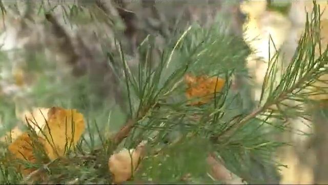 Осенние напитки: хвойный чай смотреть онлайн