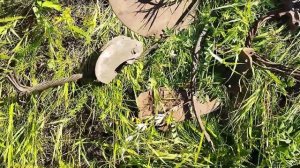 МЕТАЛЛ ЕСТЬ ВЕЗДЕ!!! Коп, непонятно где с ТХ-850!!! Металлокоп 2022!!!