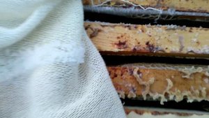 зимовка пчел на воле без утепления эксперимент , сезон второй