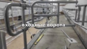 Бюджетный доильный зал Ёлочка 2х10