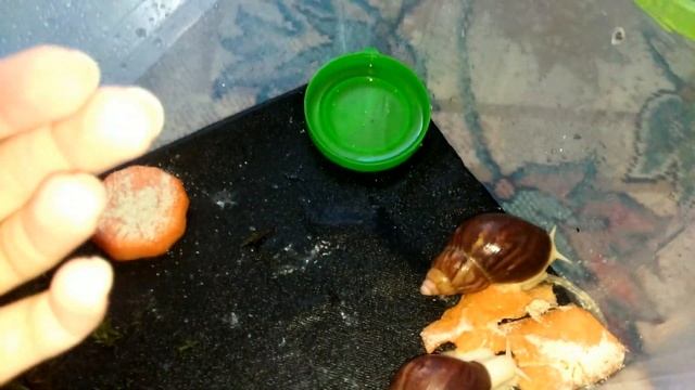 Уборка у попугая? Немного о улитках и кладке? Попугай кушает траву?? Achatina snails смотреть онлайн