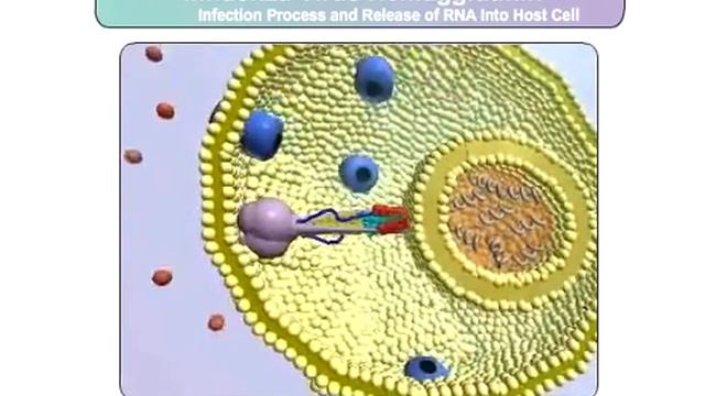 The Influenza Infection Process смотреть онлайн