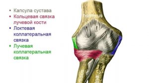 Соединения костей верхней конечности