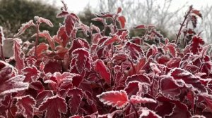 МАГИЯ РАСТЕНИЙ | ЗИМНЯЯ СКАЗКА САДА «ЖУРАВЛИ»