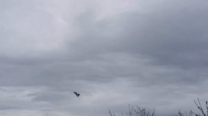 Голуби Арсена Таширского.КМВ.Третий подъём молодых голубей. Doves of Arsen Tashirsky. CMS