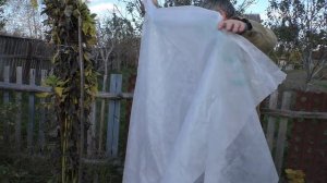 УКРЫТИЕ -УТЕПЛЕНИЕ  ОДНОЛЕТНИХ  саженцев Персика и Хурмы  на ЗИМУ .