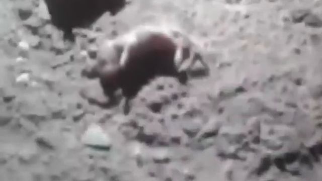 Мы нашли 4 малинких крыс на улице смотреть онлайн