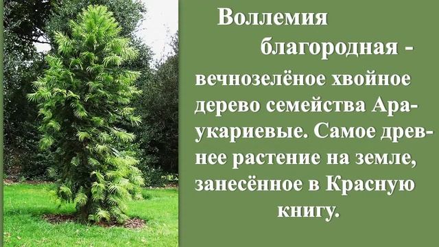 1. Араукария и Воллемия. Экзотические растения Крыма.