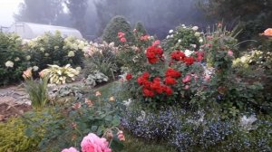 ✿➽ Наш сад. ??  Как это всё случилось?...??