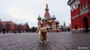 Пример генерации видео в нейросети Kling AI по запрос «Собака гуляющая по красной площади в Москве»