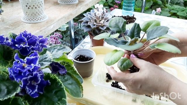 Рассказываю 2е основные причины пожелтения листьев фиалки и как их исправить! смотреть онлайн