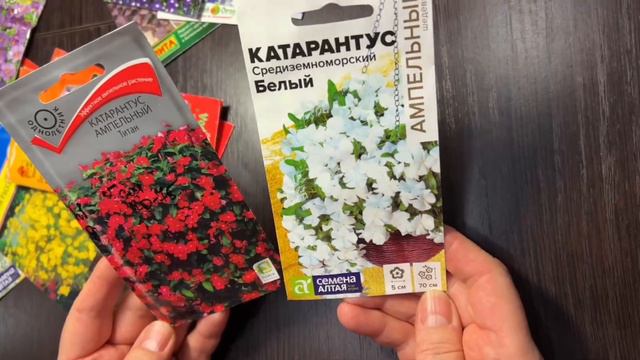 АМПЕЛЬНЫЕ РАСТЕНИЯ ДЛЯ КАШПО