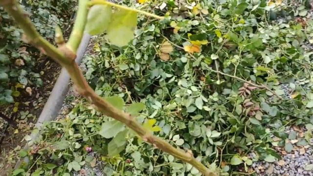 Секреты обрезки и укрытия плетистых роз в моем саду/Давайте мечтать вместе смотреть онлайн