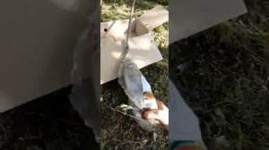 Агромаркет деревья