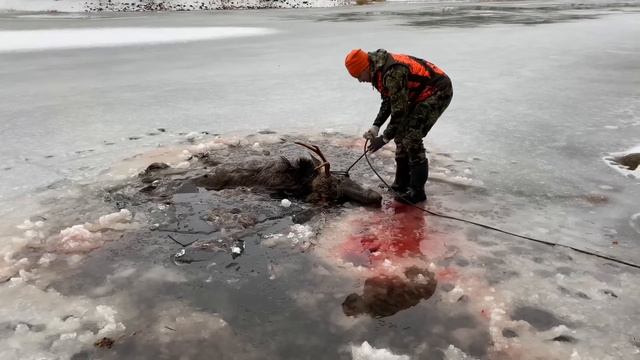 HIRVIJAHTI || POHJANMAALLA || 2023 смотреть онлайн