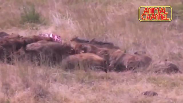 Шер ва сиртлонлар жанги смотреть онлайн