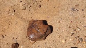 Стоянка древних людей Диринг Юрях