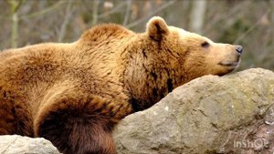 Такого не видел никто ! Медведи в дикой природе!